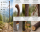 Wanderstock Naturwurzel mit Rinde